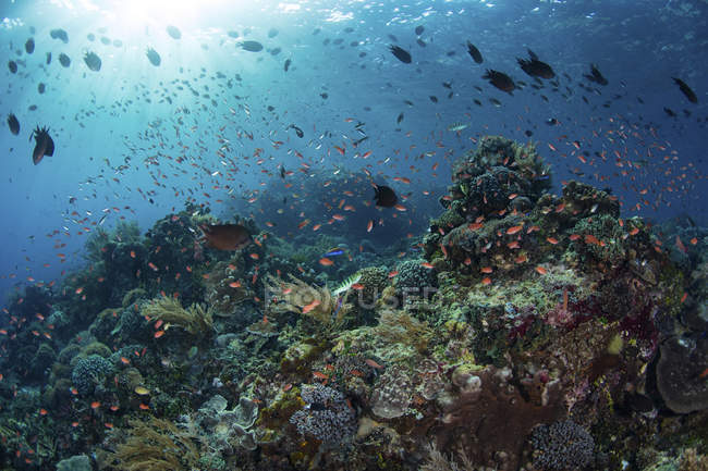 Цветные рыбы плавают над рифом — стоковое фото
