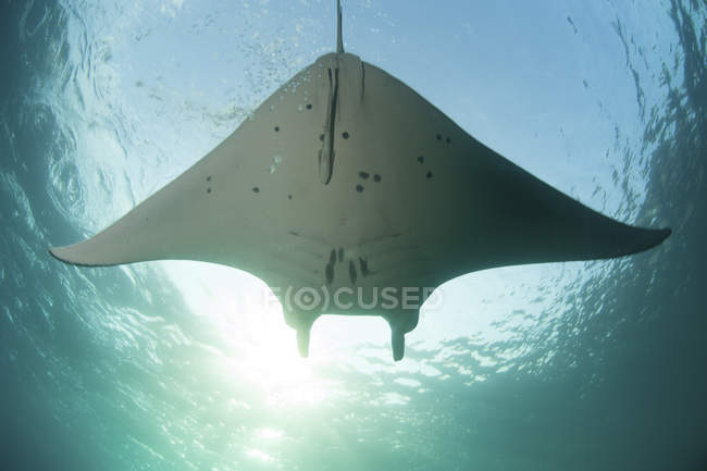 Manta ray swimming in shallow water — Stock Photo