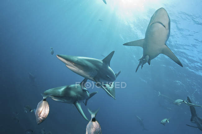 Tiburones punta negra nadando cerca de la superficie - foto de stock