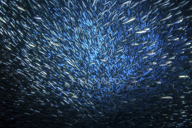 Enorme escola de anchovas — Fotografia de Stock