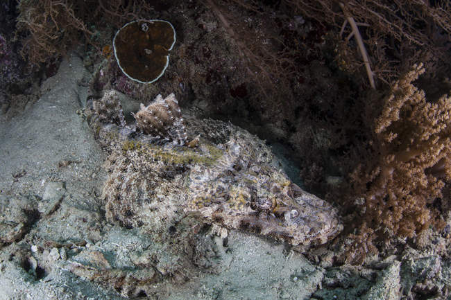 Crocodilefish que coloca no recife — Fotografia de Stock