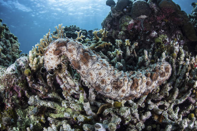 Pepino do mar agarrado ao recife — Fotografia de Stock