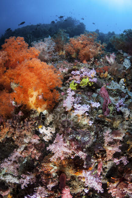 Scorpionfish escondido entre corais moles — Fotografia de Stock