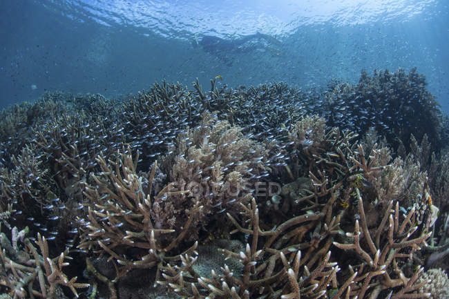 Peces juveniles pululando alrededor de los corales - foto de stock