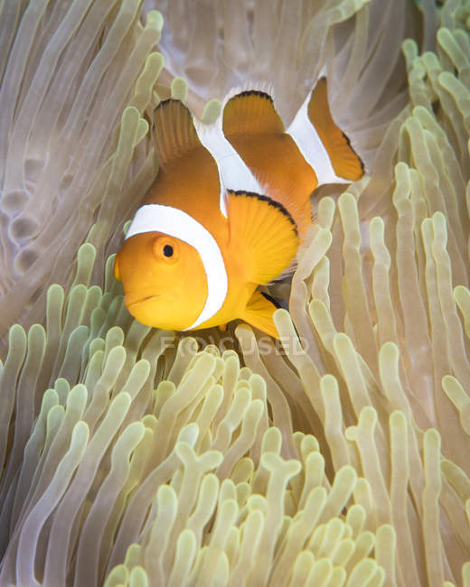 Falso pesce pagliaccio in anemone — Foto stock