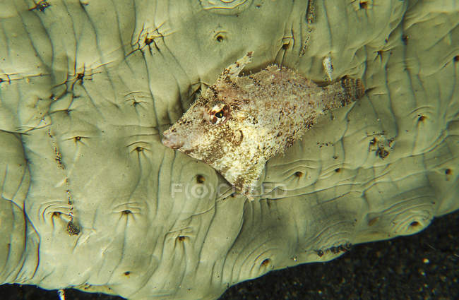 Filefish juvenil perto do pepino do mar — Fotografia de Stock