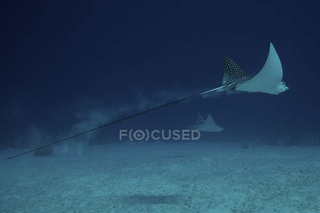 Spotted Eagle Rays gliding in water — Stock Photo