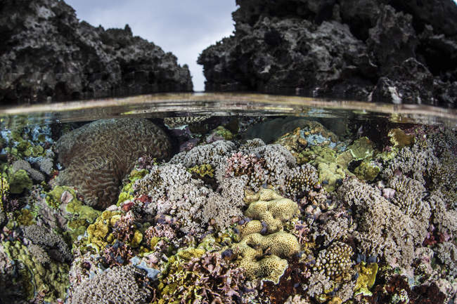 Кораловий риф, що росте в мілководді — стокове фото