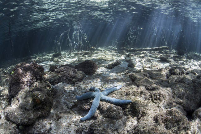 Estrella de mar azul en el fondo del mar cerca del bosque de manglares - foto de stock