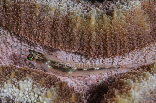 Goby on coral close seup shot — стоковое фото
