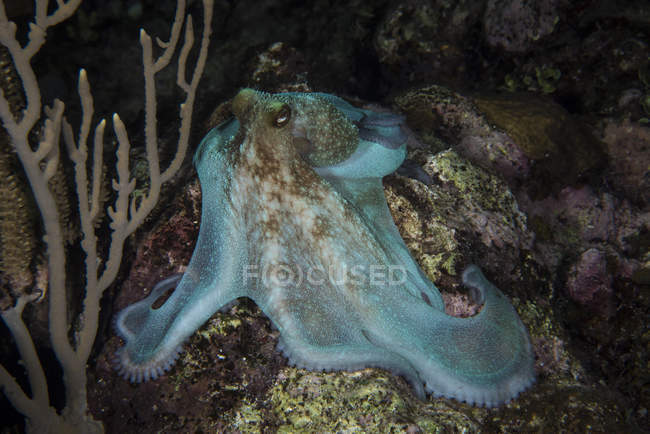 Осьминог на рифе в Роатане — стоковое фото