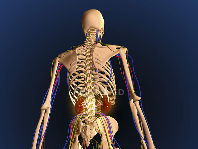 Vista trasera del esqueleto humano que muestra riñones y sistema nervioso - foto de stock