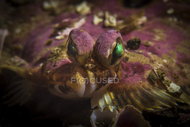 Flatfish closeup headshot — Stock Photo