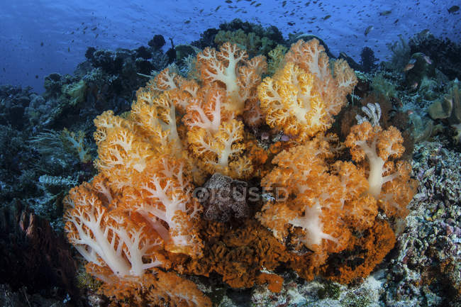 Colônias de corais moles crescendo em recifes — Fotografia de Stock