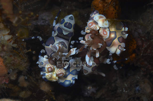 Креветки-арлекины, питающиеся морской звездой — стоковое фото