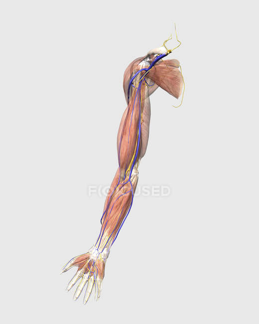 Illustration médicale des muscles, des veines et des nerfs des bras humains — Photo de stock
