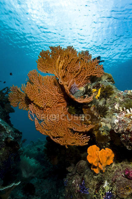 Scena della barriera corallina con gli appassionati di mare — Foto stock
