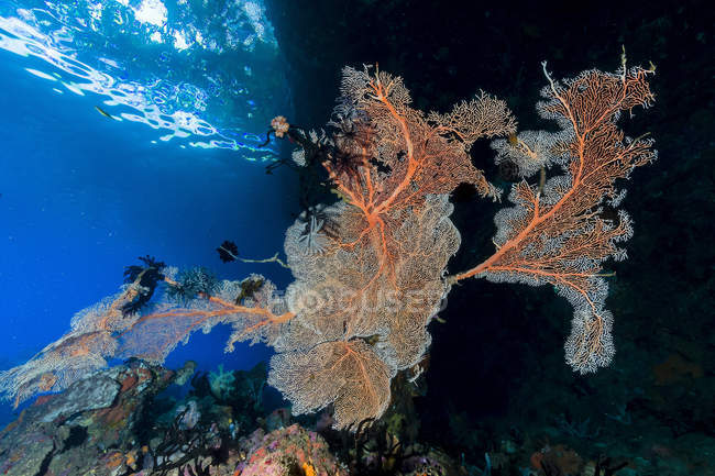 Large sea fan near Milne Bay — Stock Photo