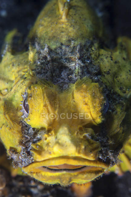Mimetizando escorpionfish close up headshot — Fotografia de Stock