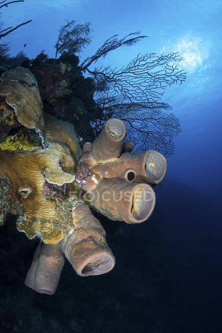 Reef scene with tube sponge and corals — Stock Photo