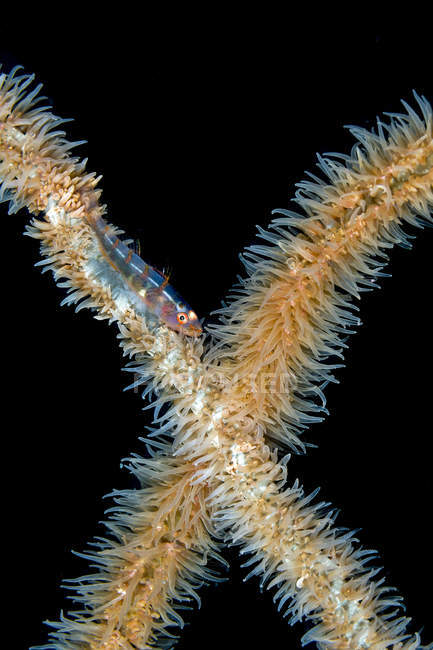 Goby en el látigo coral - foto de stock