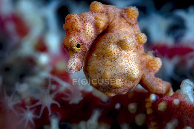 Pregnant pygmy seahorse — Stock Photo