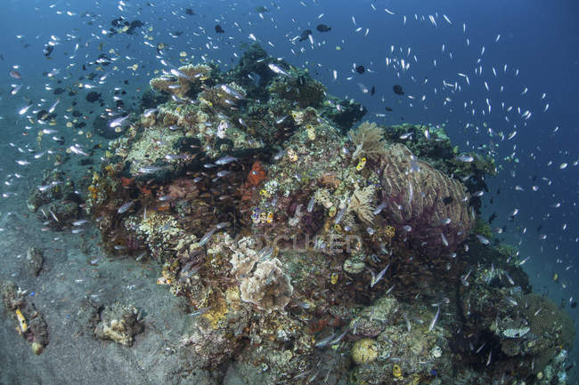 Cardinalfish entourant récif corallien en Alor — Photo de stock