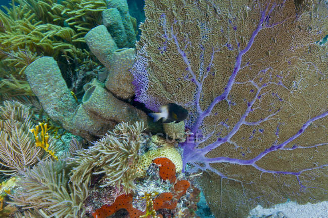 Bi-color damselfish swimming near sea fan — Stock Photo