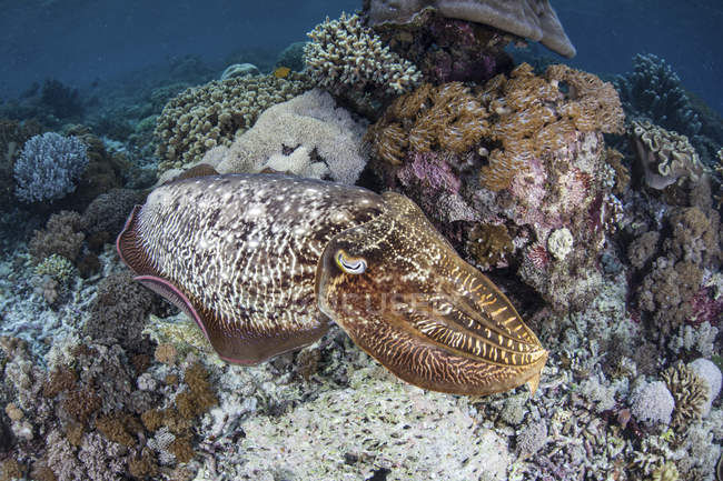 Broadclub seppia nuotare sulla barriera corallina — Foto stock