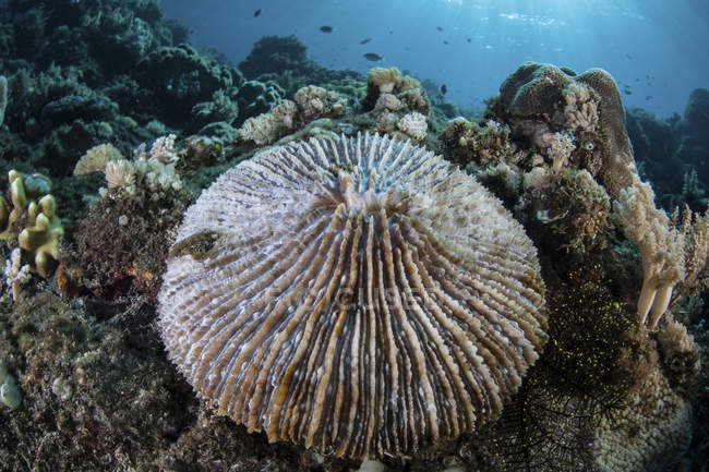 Грибний корал, що росте на рифі — стокове фото