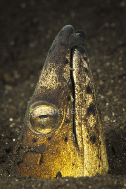 Black-finned snake eel in black sand — Stock Photo