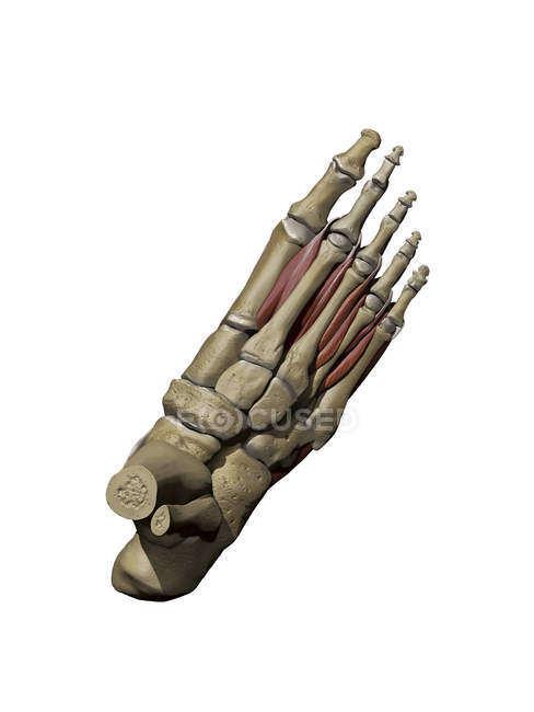 Foot with dorsal muscles and bone structures — Stock Photo