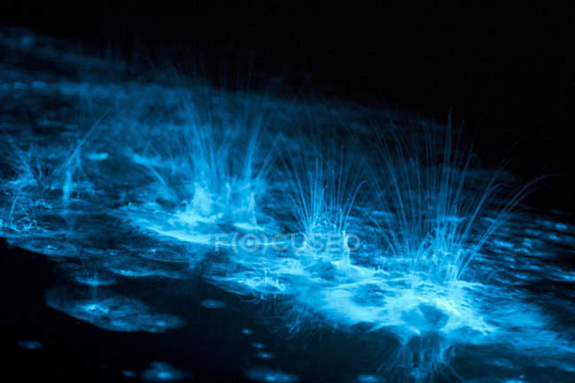 Éclaboussures de bioluminescence dans le lac Gippsland — Photo de stock