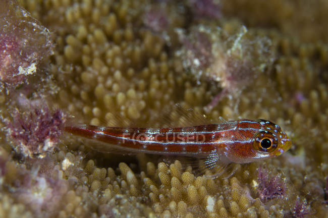Goby em tiro de close-up de coral — Fotografia de Stock