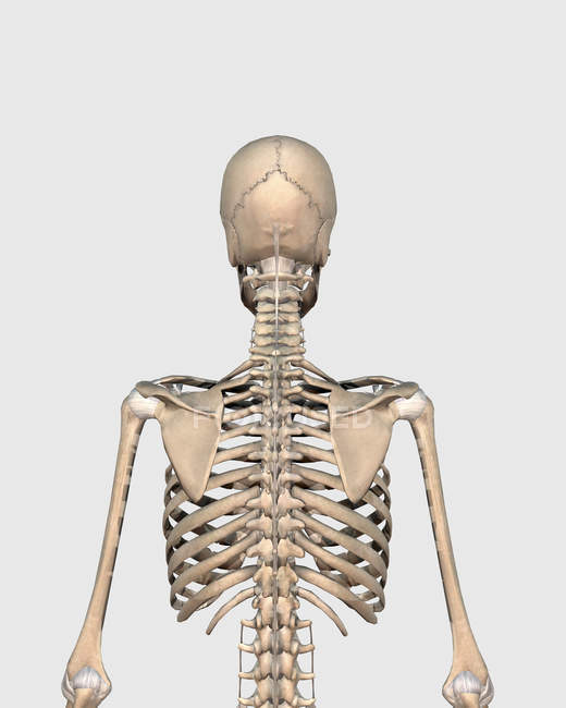 Ilustración médica del sistema esquelético humano de la espalda superior - foto de stock