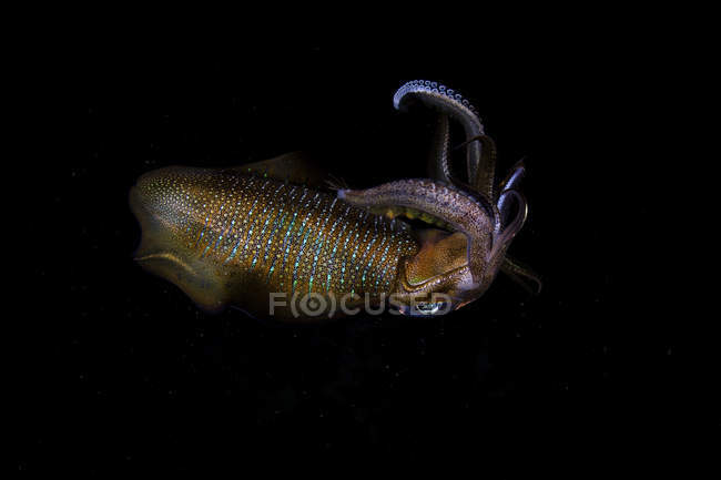 Calamar de arrecife grande flotando en la oscuridad - foto de stock