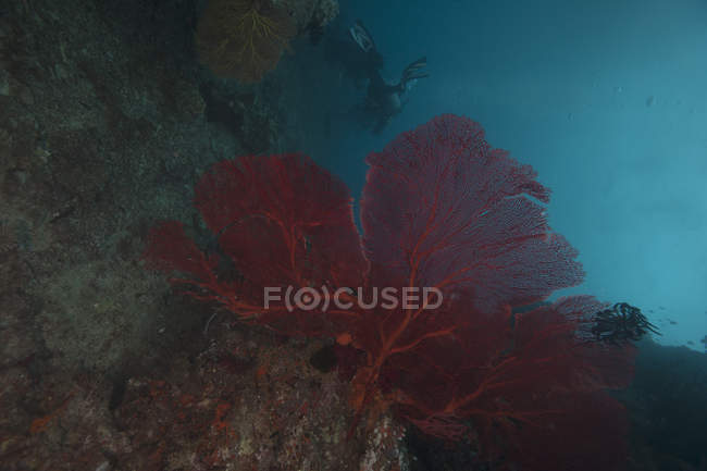 Великий червоний gorgonian Приморський вентилятор — стокове фото