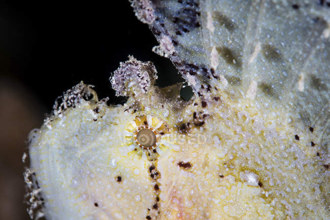 Feuille scorpionfish gros plan — Photo de stock