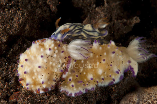 Fichromis multituberculata and hypselodoris nigrostriata slugs — стоковое фото