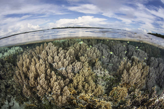 Мягкие кораллы процветают на рифе — стоковое фото