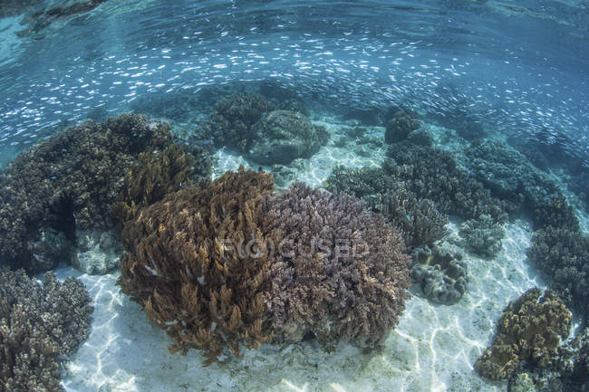 Silversides nadando sobre recifes rasos — Fotografia de Stock