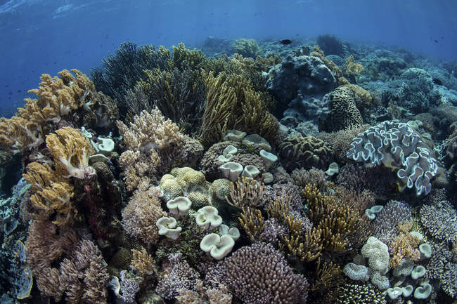 Korallenriff im Komodo-Nationalpark — Stockfoto