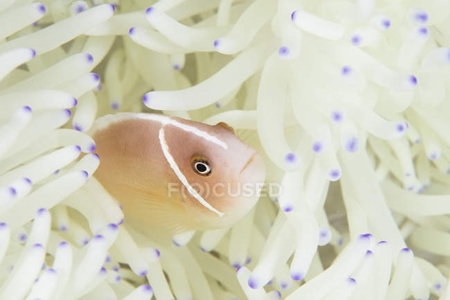 Pez payaso nadando entre tentáculos de anémona - foto de stock