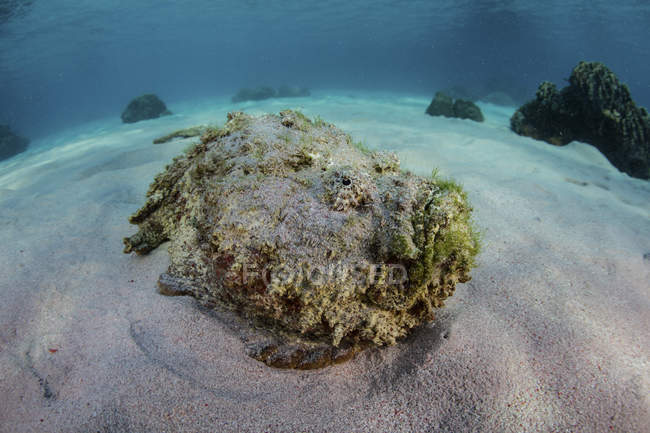 Stonefish laying on sandy seafloor — Stock Photo