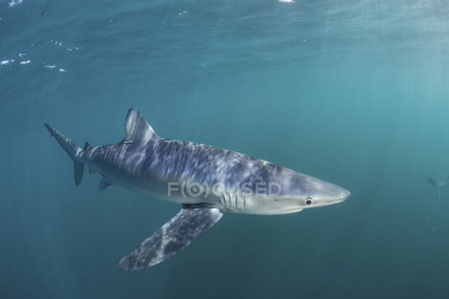 Requin bleu nageant près de Cape Cod — Photo de stock