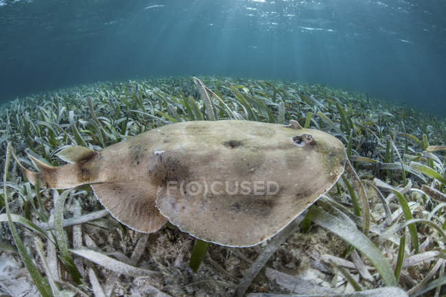 Caribbean electric ray laying on seafloor — Stock Photo