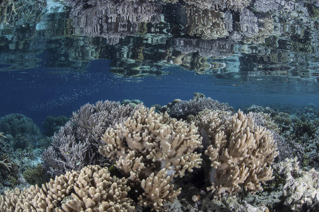 Barriera corallina in acque poco profonde — Foto stock