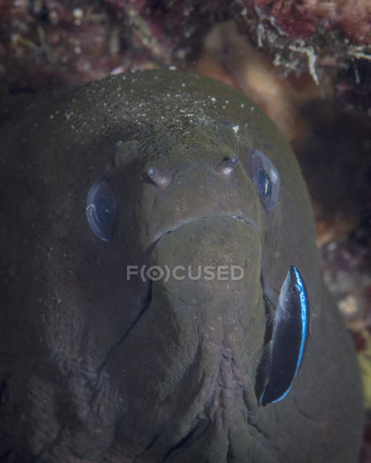 Moray eel and cleaner wrasse — Stock Photo