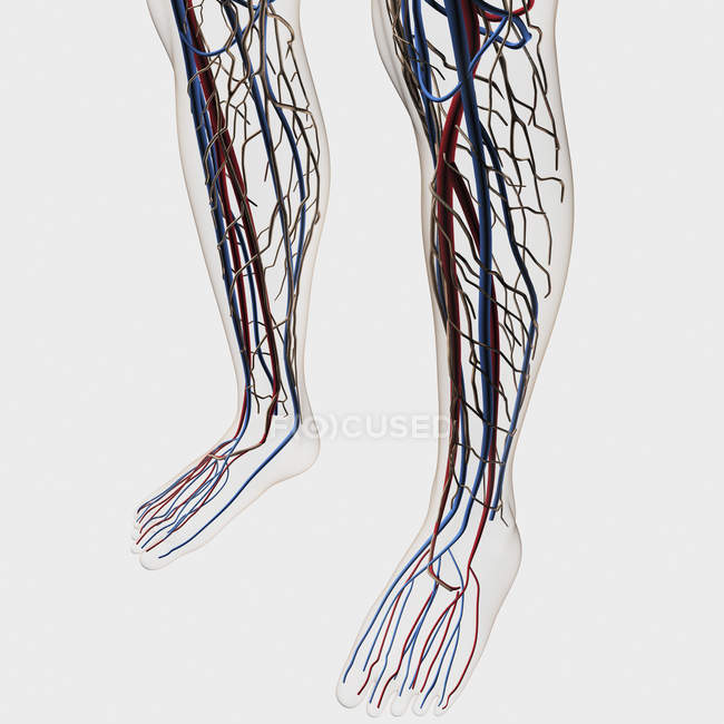 Ilustración médica de arterias, venas y sistema linfático en piernas y pies humanos — Stock Photo