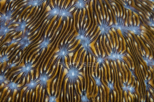 Reef-building coral closeup shot — Stock Photo
